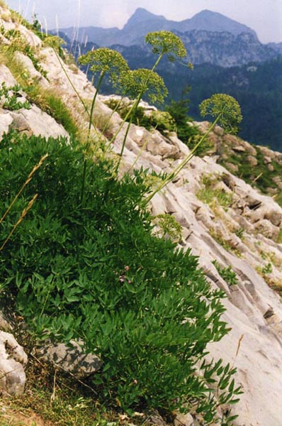 Laserpitium siler en fleurs dans les éboulis calcaires des Pyrénées